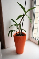 Имя файла=Dendrobium.jpg
Размер файла=253КБ
Размеры=400x600
Дата=Нояб 13, 2011 Dendrobium.jpg