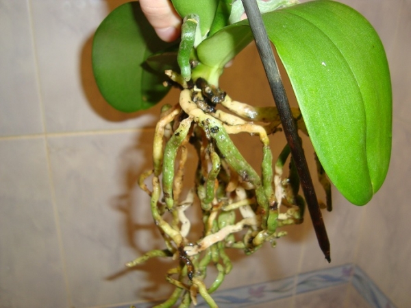 DSC01084.JPG