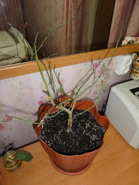 DSC02289_1.JPG