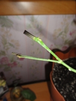 DSC02290_1.JPG