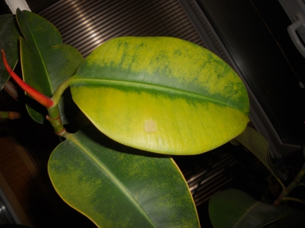 мой бедный больной фикус каучуконосный
фото листочков во время болезни
Ключевые слова: фикус, желтеют листья, опадают листья, болезни фикуса