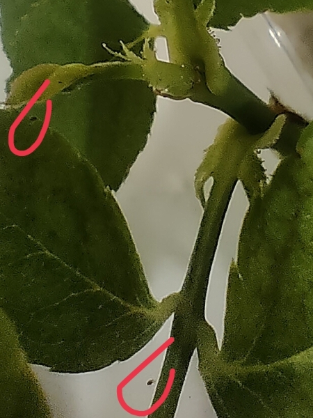 Клещи на розе_2
