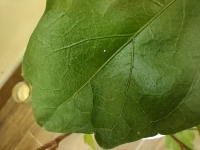 IMG20250605125322.jpg