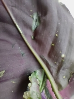 IMG20260511153646.jpg