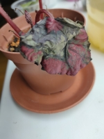 IMG20260515193518.jpg