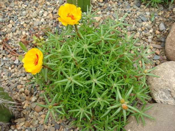 Portulaca grandiflora
Ключевые слова: Portulaca grandiflora