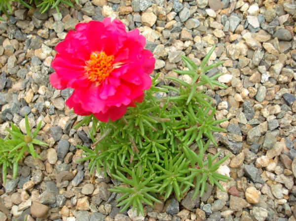 Portulaca grandiflora
Ключевые слова: Portulaca grandiflora