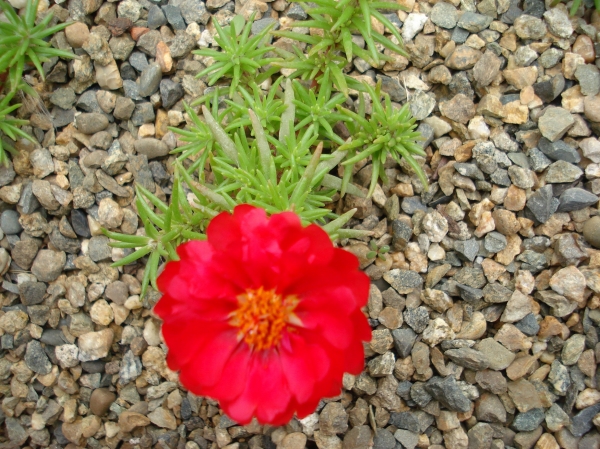 Portulaca grandiflora
Ключевые слова: Portulaca grandiflora