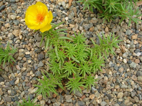 Portulaca grandiflora
Ключевые слова: Portulaca grandiflora
