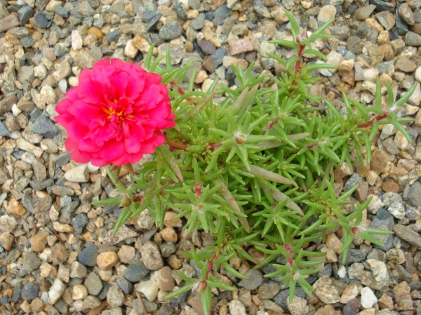 Portulaca grandiflora
Ключевые слова: Portulaca grandiflora