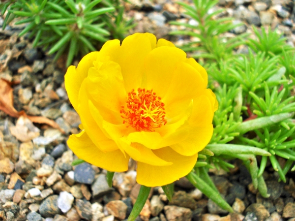 Portulaca grandiflora
Ключевые слова: Portulaca grandiflora