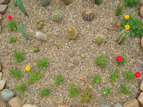 Mini cacti garden
