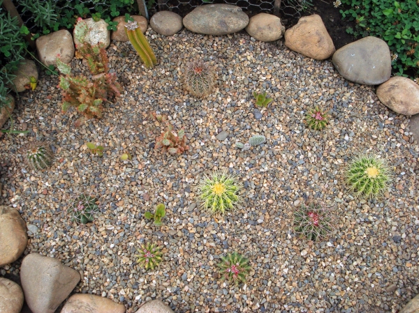 Mini cacti garden
Ключевые слова: Mini cacti garden