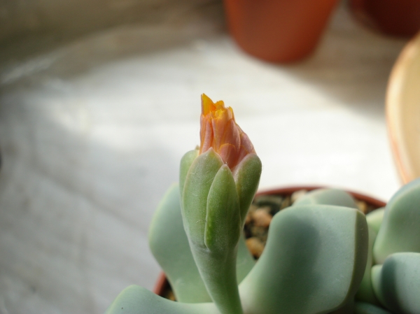 Lapidaria margaretae SH588
Lapidaria margaretae SH588
