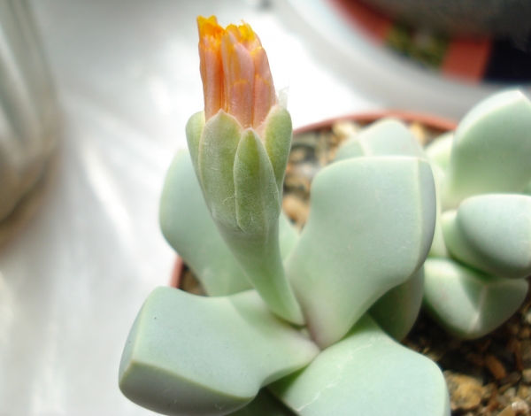 Lapidaria margaretae SH588
Lapidaria margaretae SH588
