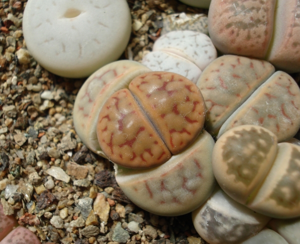 Lithops karasmontana
Ключевые слова: Lithops karasmontana