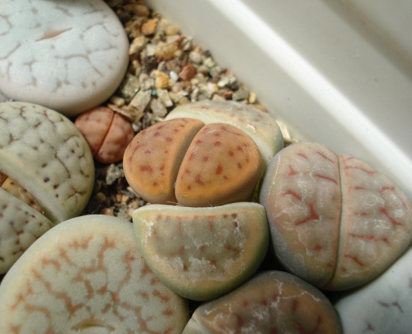 Lithops karasmontana
Ключевые слова: Lithops karasmontana