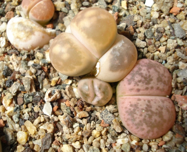Lithops sp
Ключевые слова: Lithops