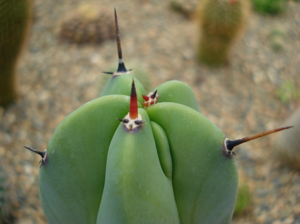 Myrtillocactus sp
Ключевые слова: Myrtillocactus