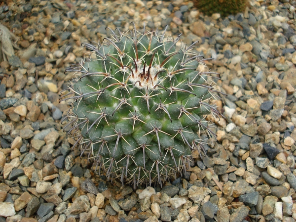 Mammillaria uncinata
Ключевые слова: Mammillaria uncinata