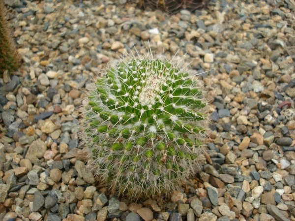 Mammillaria sp
Ключевые слова: Mammillaria sp