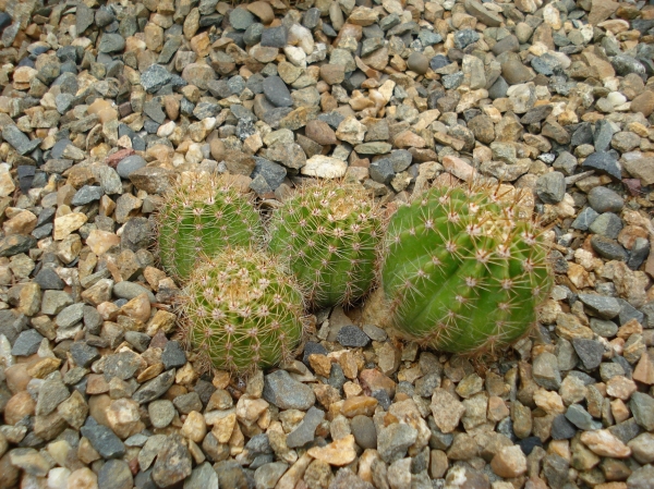 Echinopsis sp
Ключевые слова: Echinopsis