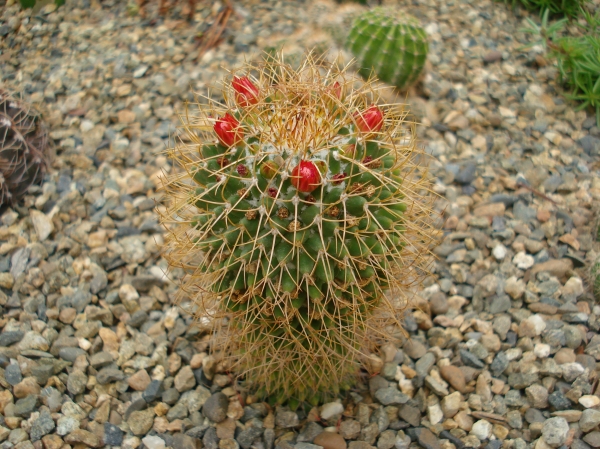Mammillaria sp
Ключевые слова: Mammillaria