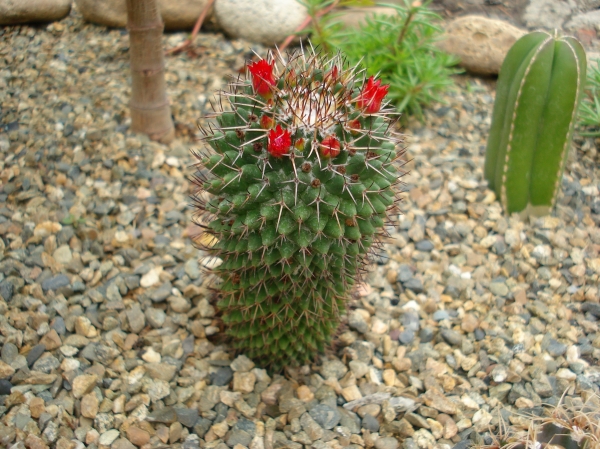 Mammillaria sp
Ключевые слова: Mammillaria