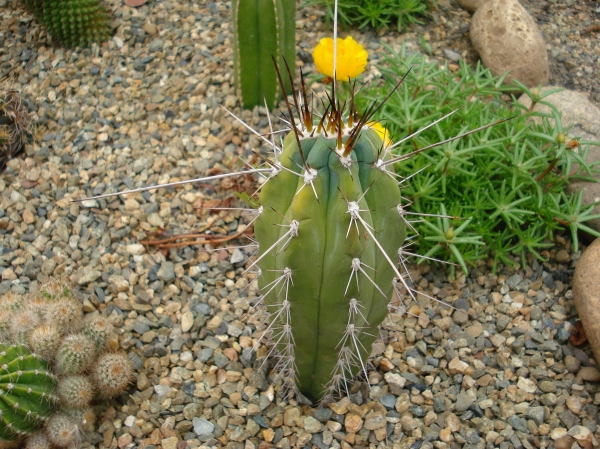 Stetsonia coryne
Ключевые слова: Stetsonia coryne