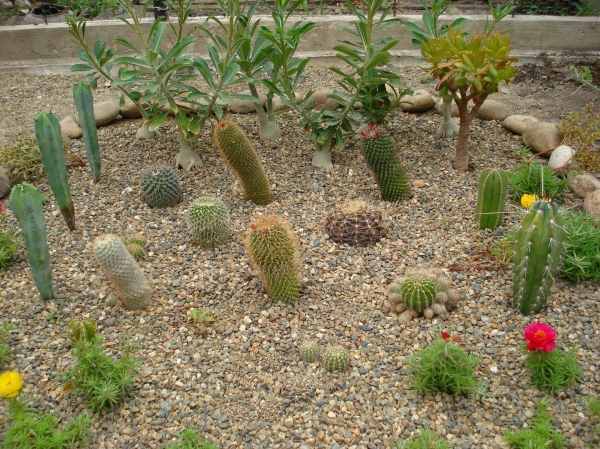 Mini cacti garden
Ключевые слова: Mini cacti garden