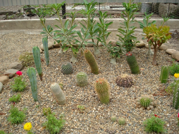 Mini cacti garden
Ключевые слова: Mini cacti garden