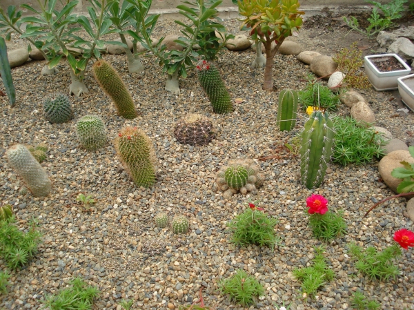 Mini cacti garden
Ключевые слова: Mini cacti garden