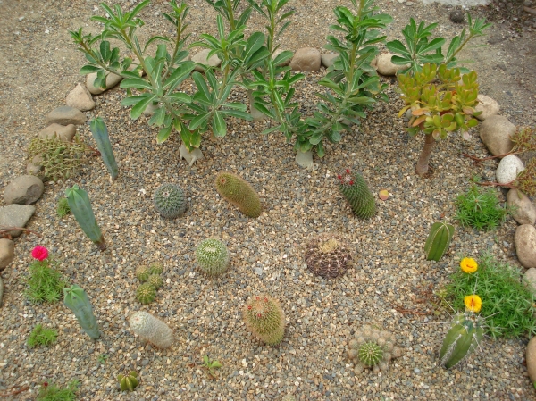 Mini cacti garden
Ключевые слова: Mini cacti garden