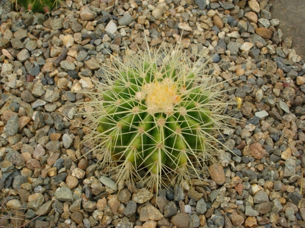 Echinocactus grusonii
Ключевые слова: Echinocactus grusonii