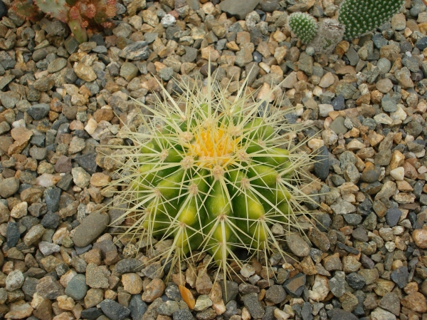 Echinocactus grusonii
Ключевые слова: Echinocactus grusonii