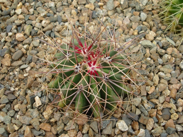 Ferocactus sp
Ключевые слова: Ferocactus 