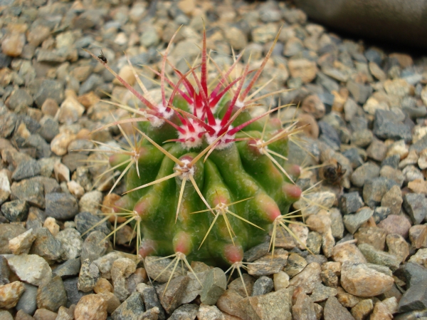 Ferocactus sp
Ключевые слова: Ferocactus