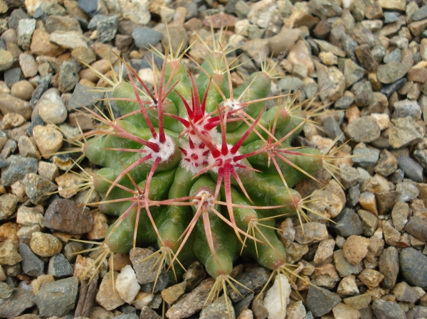 Ferocactus sp
Ключевые слова: Ferocactus