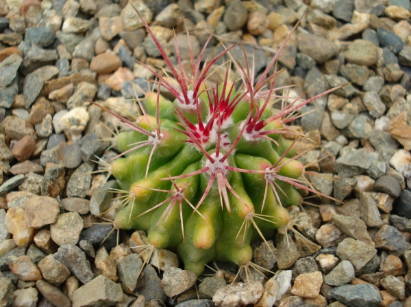 Ferocactus sp
Ключевые слова: Ferocactus