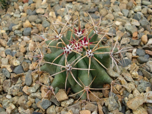 Ferocactus sp
Ключевые слова: Ferocactus