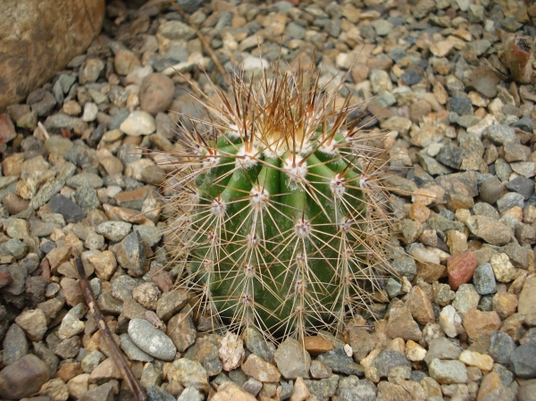 Carnegiea sp
Ключевые слова: Carnegiea