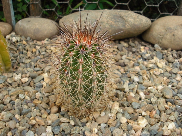 Carnegiea sp
Ключевые слова: Carnegiea