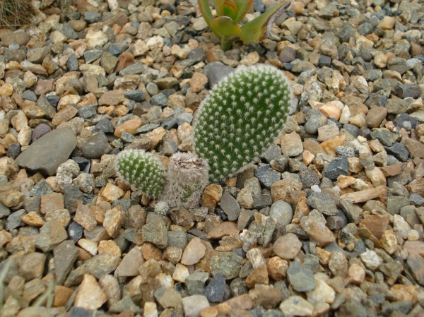 Opuntia microdasys
Ключевые слова: Opuntia microdasys