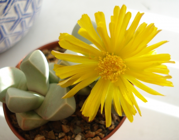 Lapidaria margaretae SH588
Lapidaria margaretae SH588
