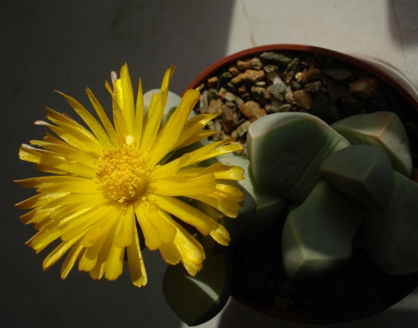 Lapidaria margaretae SH588
Lapidaria margaretae SH588
