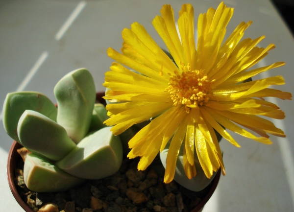 Lapidaria margaretae SH588
Lapidaria margaretae SH588
