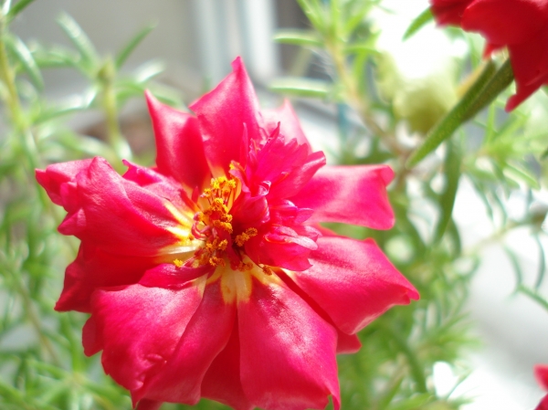 Portulaca grandiflora
Ключевые слова: Portulaca grandiflora