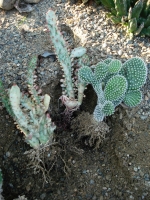 DSC08837.JPG