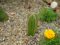 Dsc02008_.jpg