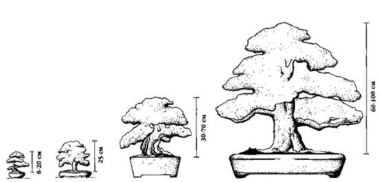 Размеры бонсай